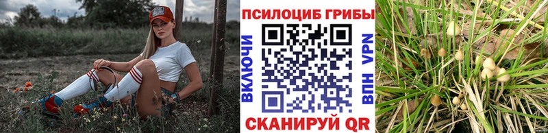 Псилоцибиновые грибы мухоморы  darknet как зайти  Североморск 